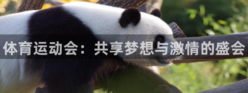 风速体育cba直播：体育运动会：共享梦想与激情的盛会